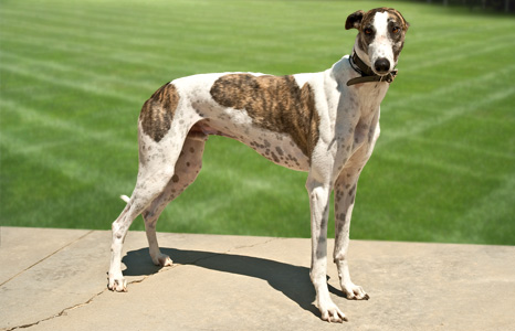 greyhound brindle