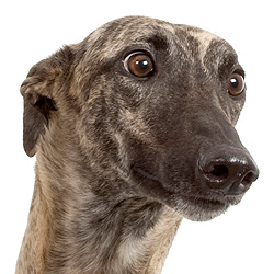 greyhound brindle