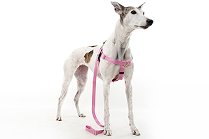 greyhound harness