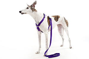 greyhound harness