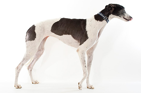 white greyhound dog