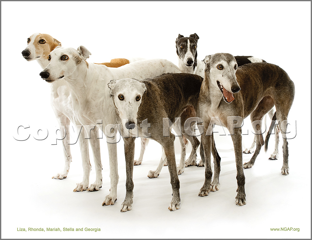 Greyhound Wall Calendar 2011